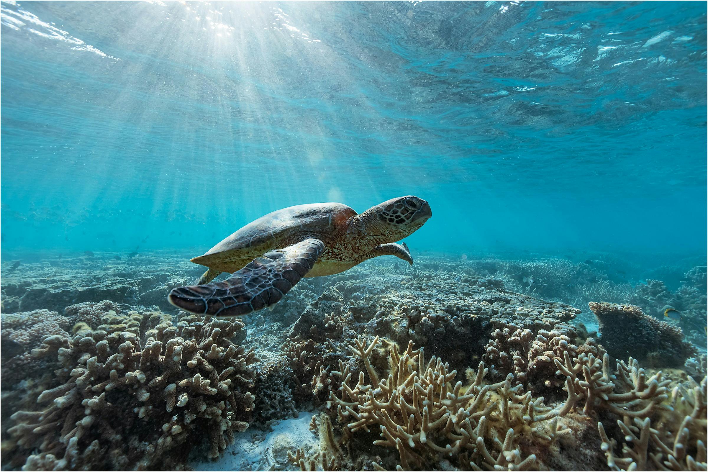 The Aquarium