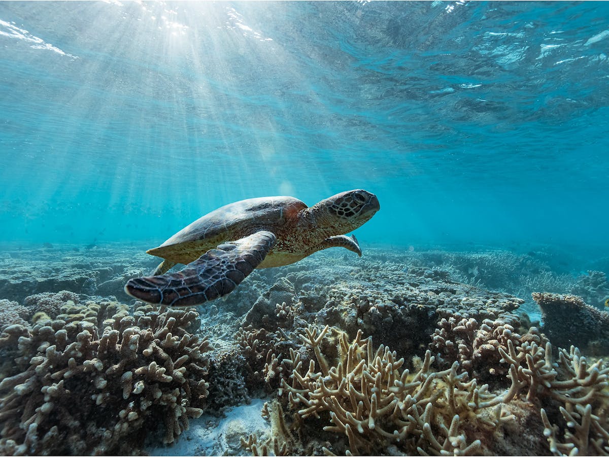 Turtle over coral at Lady Musgrave Island Turtle over coral at Lady Musgrave Island