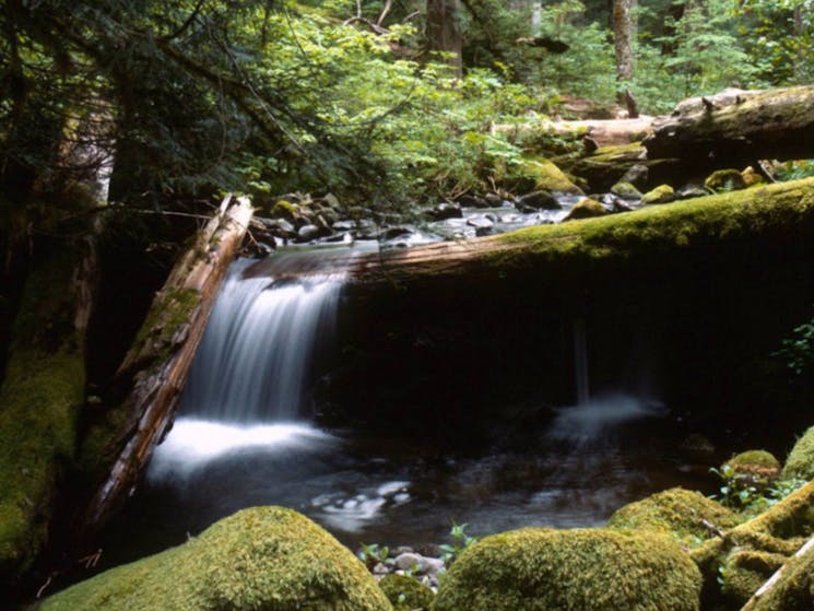 Forest Tranquility Australian Rainforest Sanctuary NSW Holidays