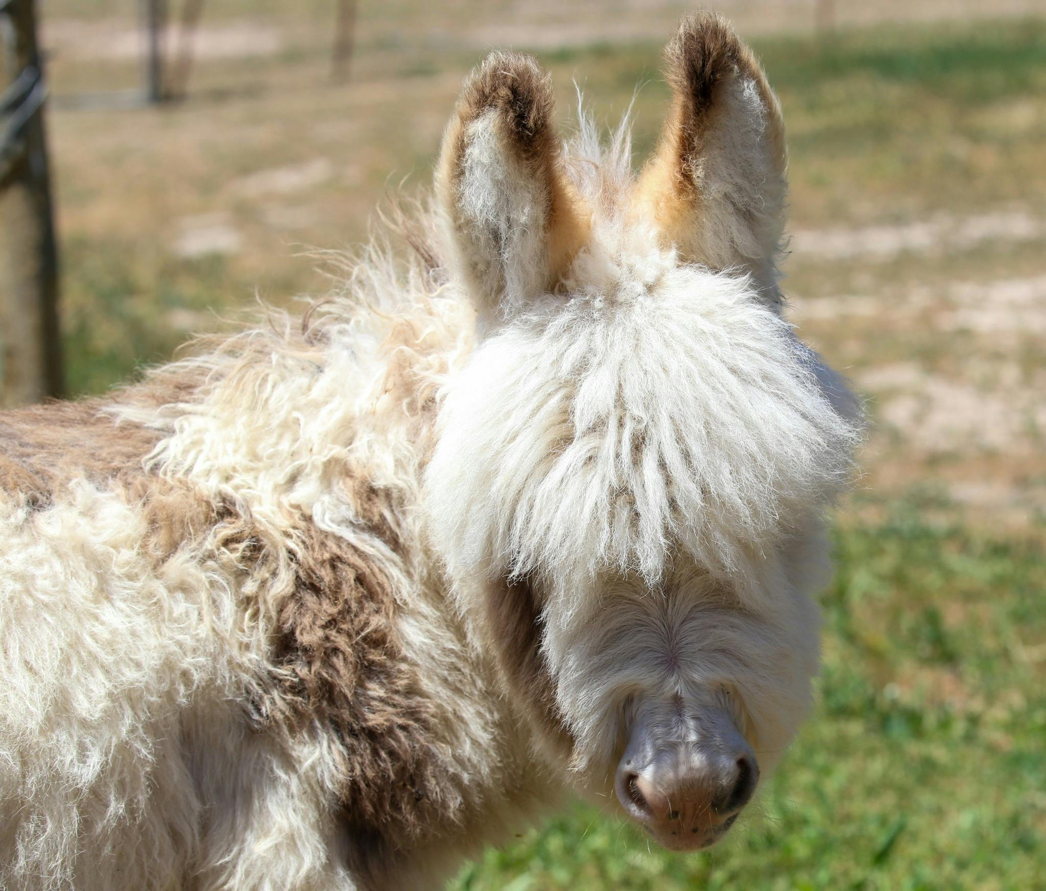 미니 당나귀 새끼