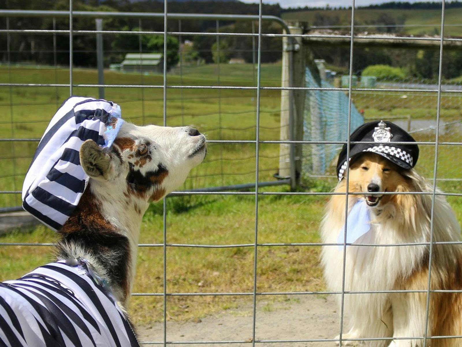 Open the gate! Operation 'Winter Escape' image