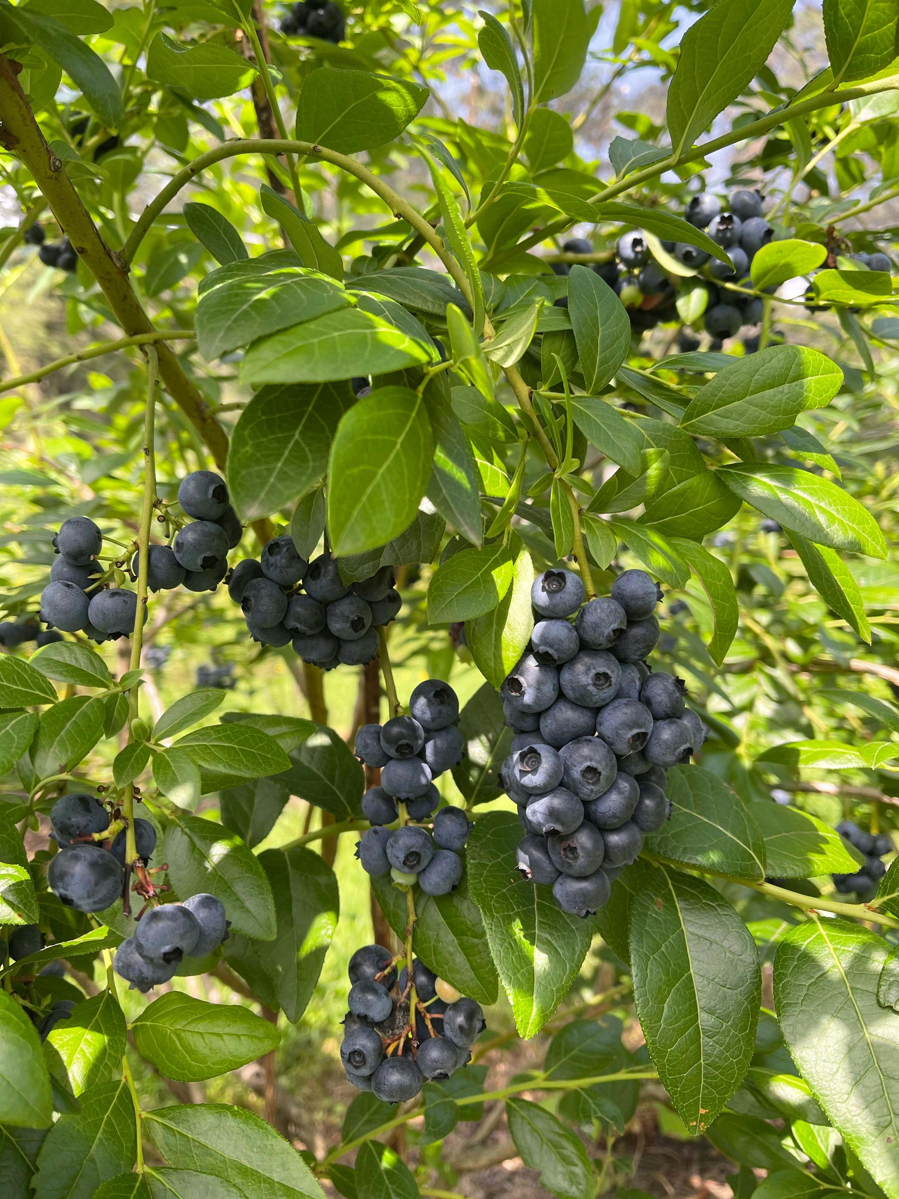 Delicious blueberries ready to pick
