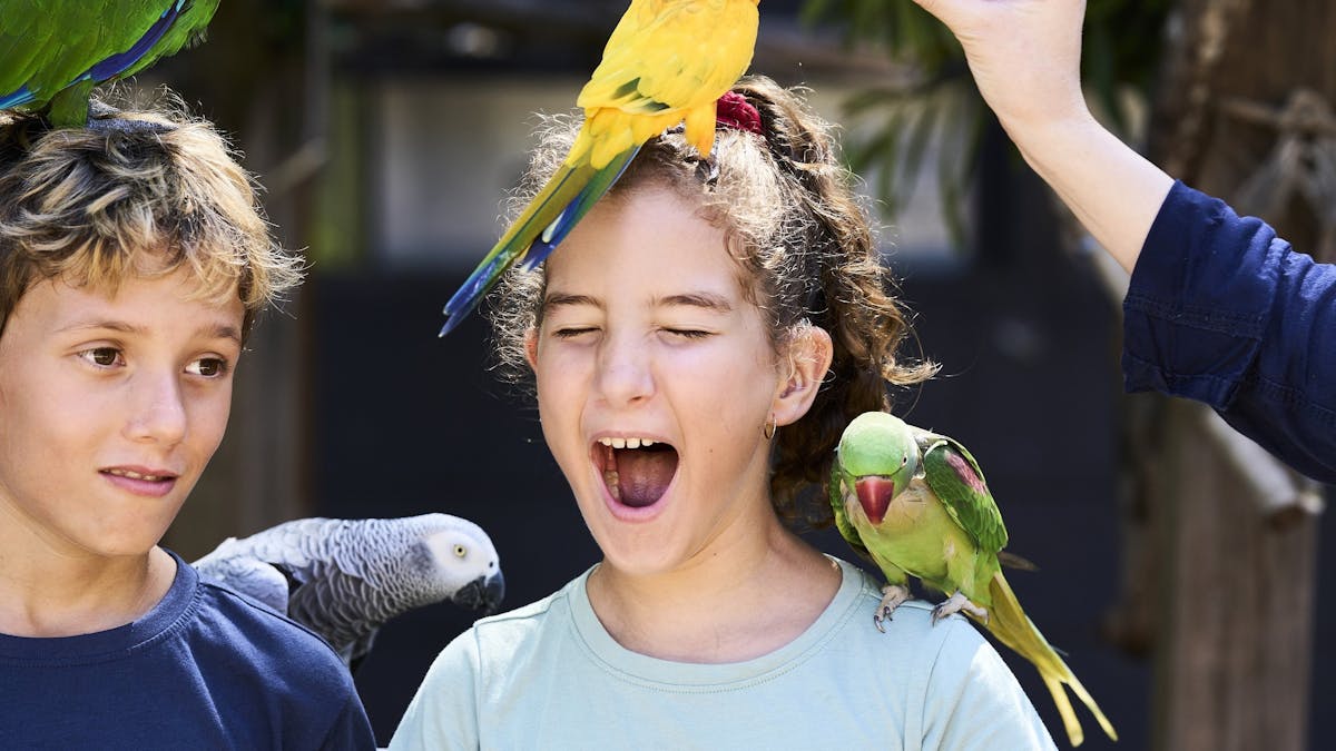 Feathered Friends
