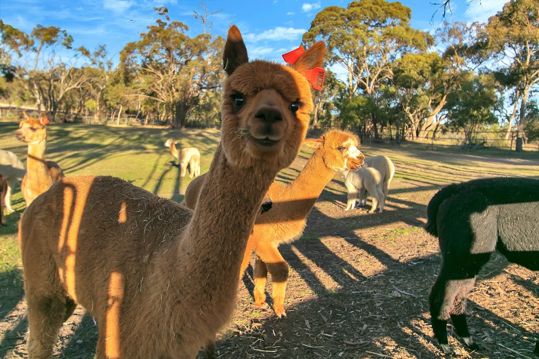 Gundaroo Retreat Cromer, South Australia