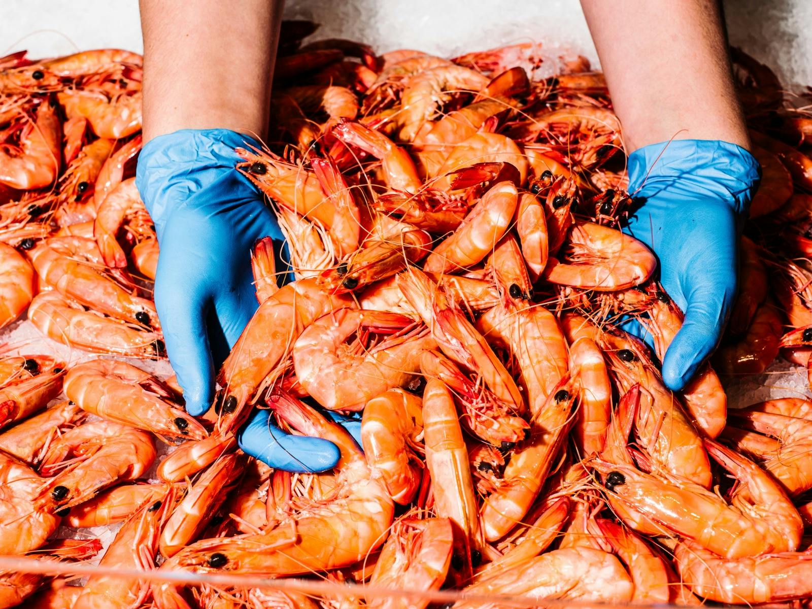 Blue-gloved hands in king prawns