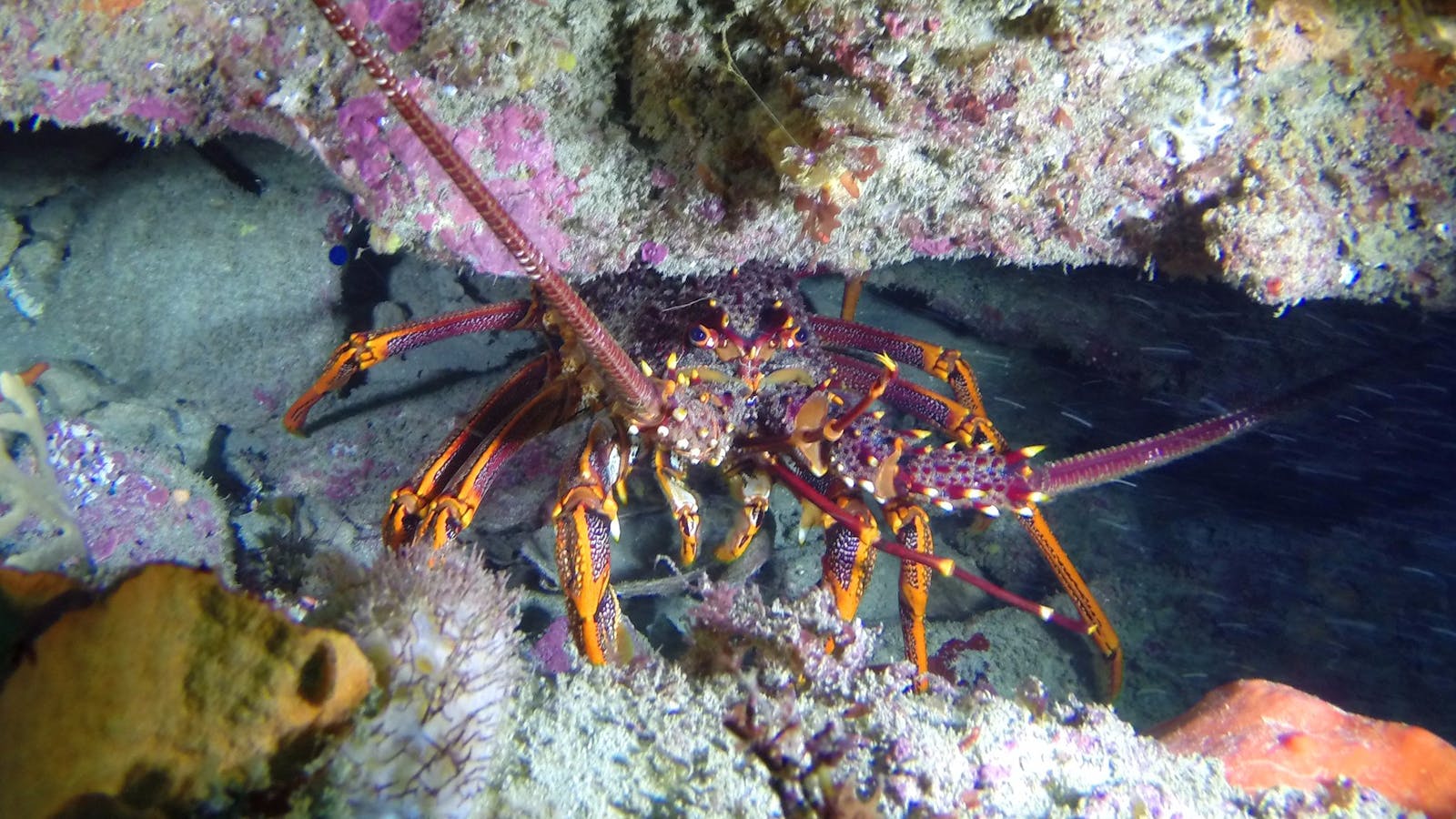 Bay City Scuba