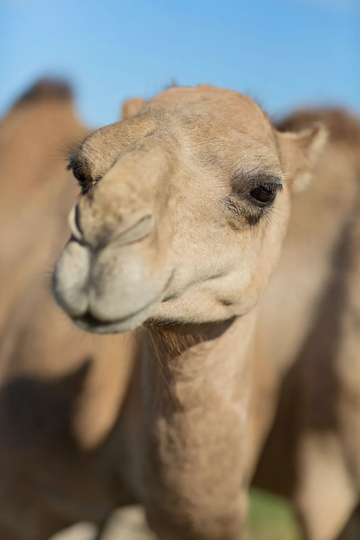 Camel Cuddles Farm Tour