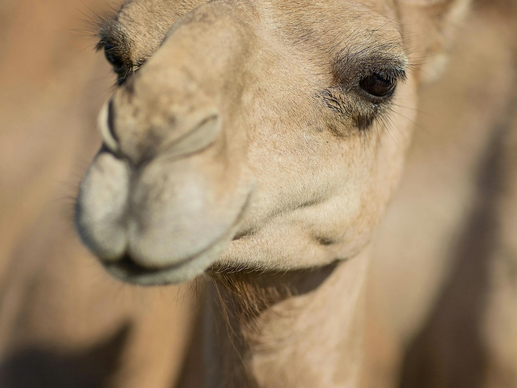baby camel baby camel