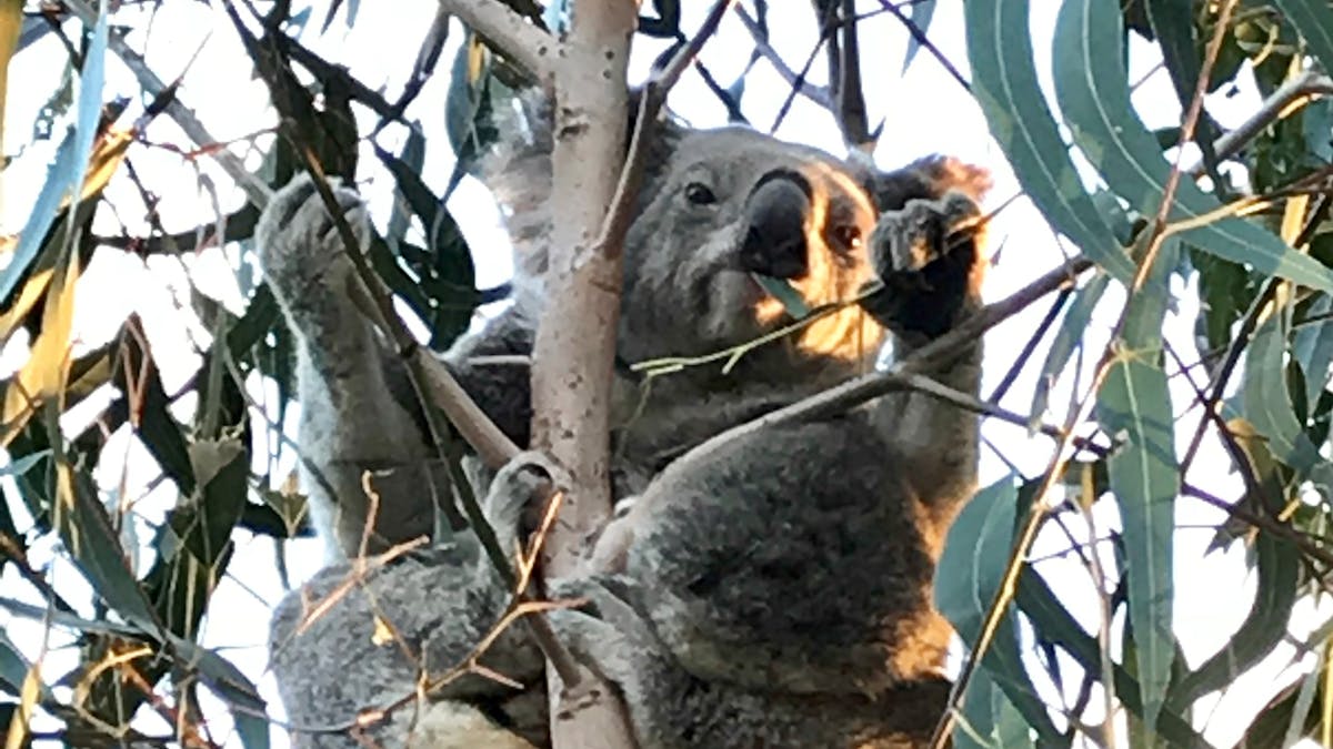 Local koalas