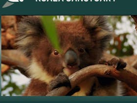 Koala joey with logo