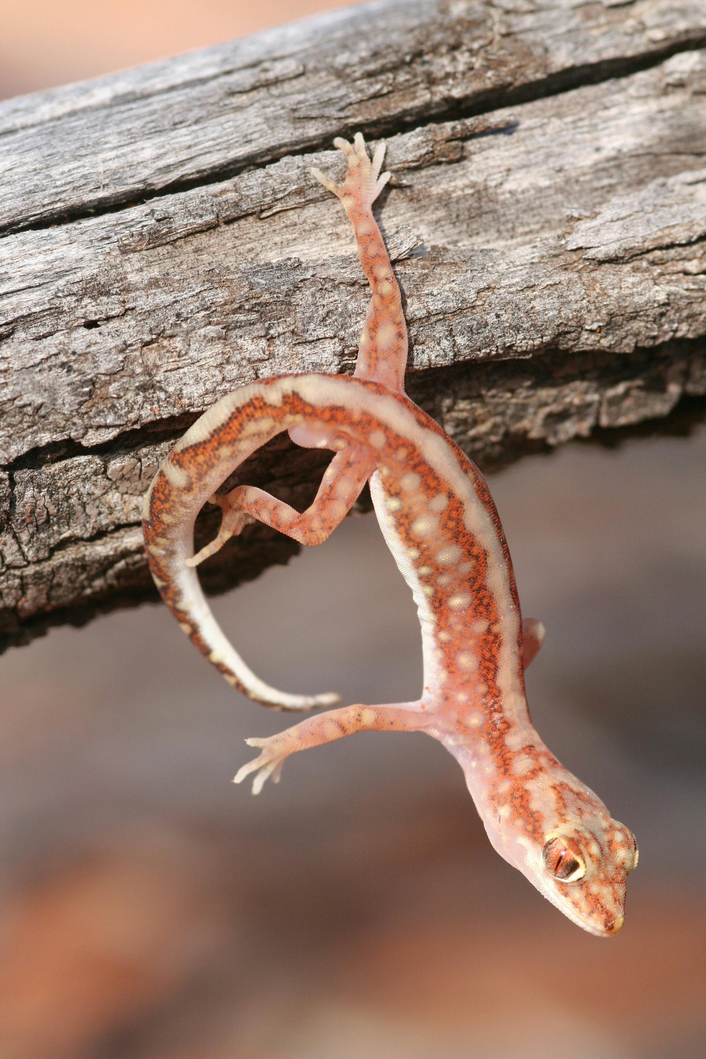 Calperum animals