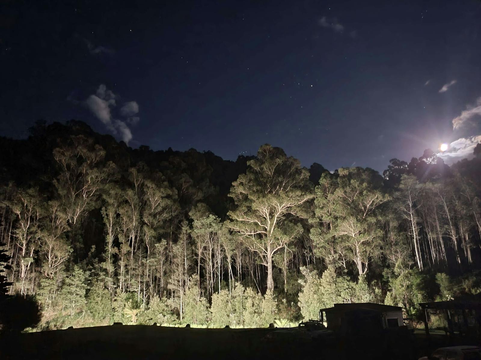 Bespoke, hidden night light display. Lighting bush from below, reaching tree tops, nocturnal animals