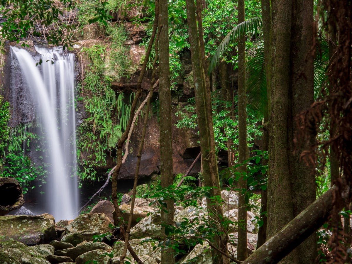 Gold Coast Curtis Falls in Mount Tambourine