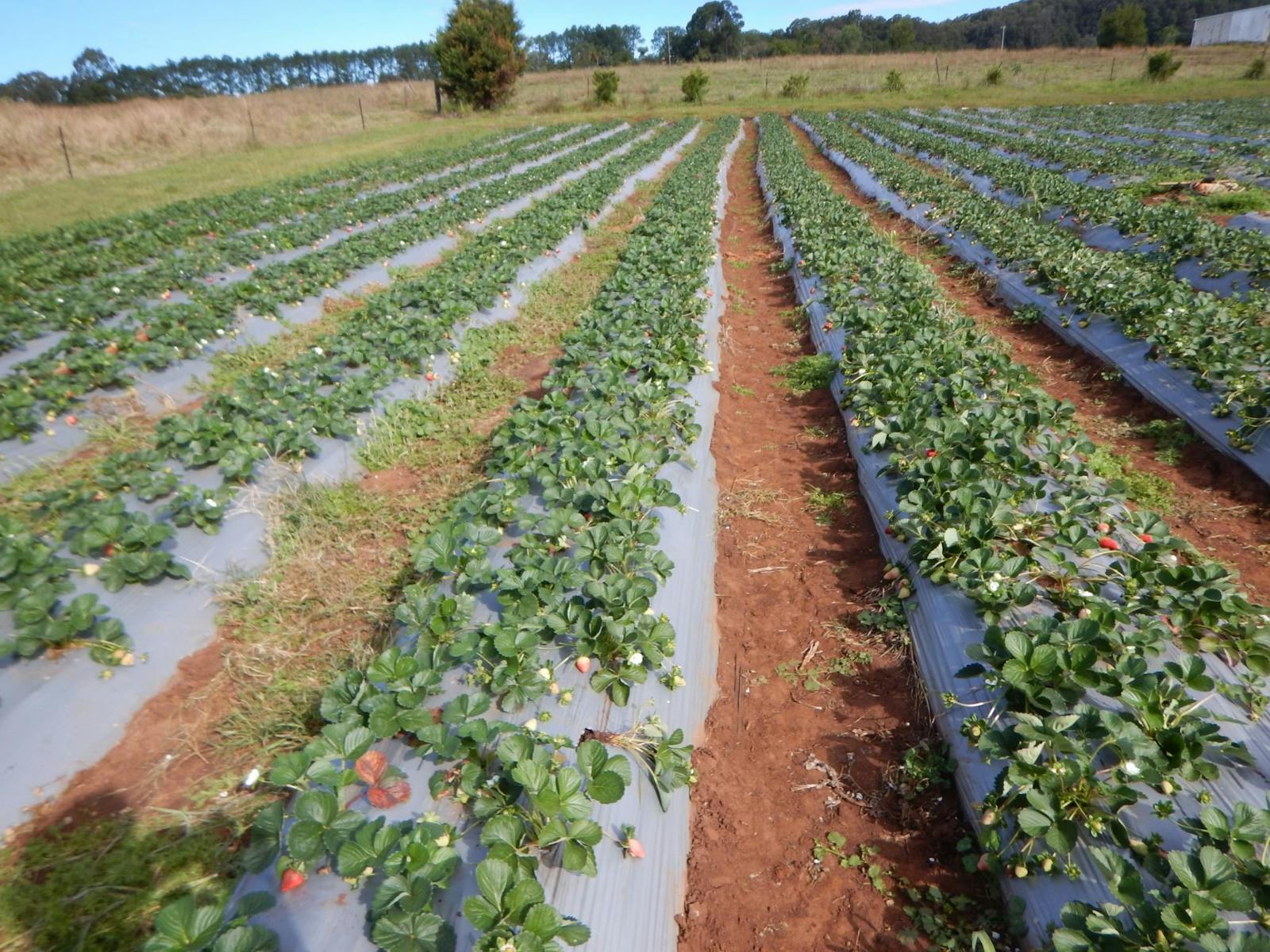 Image for Symphony at the Strawberry Farm