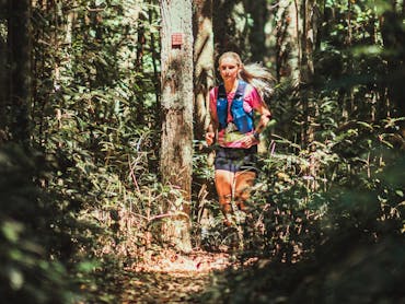 Rainforest trail
