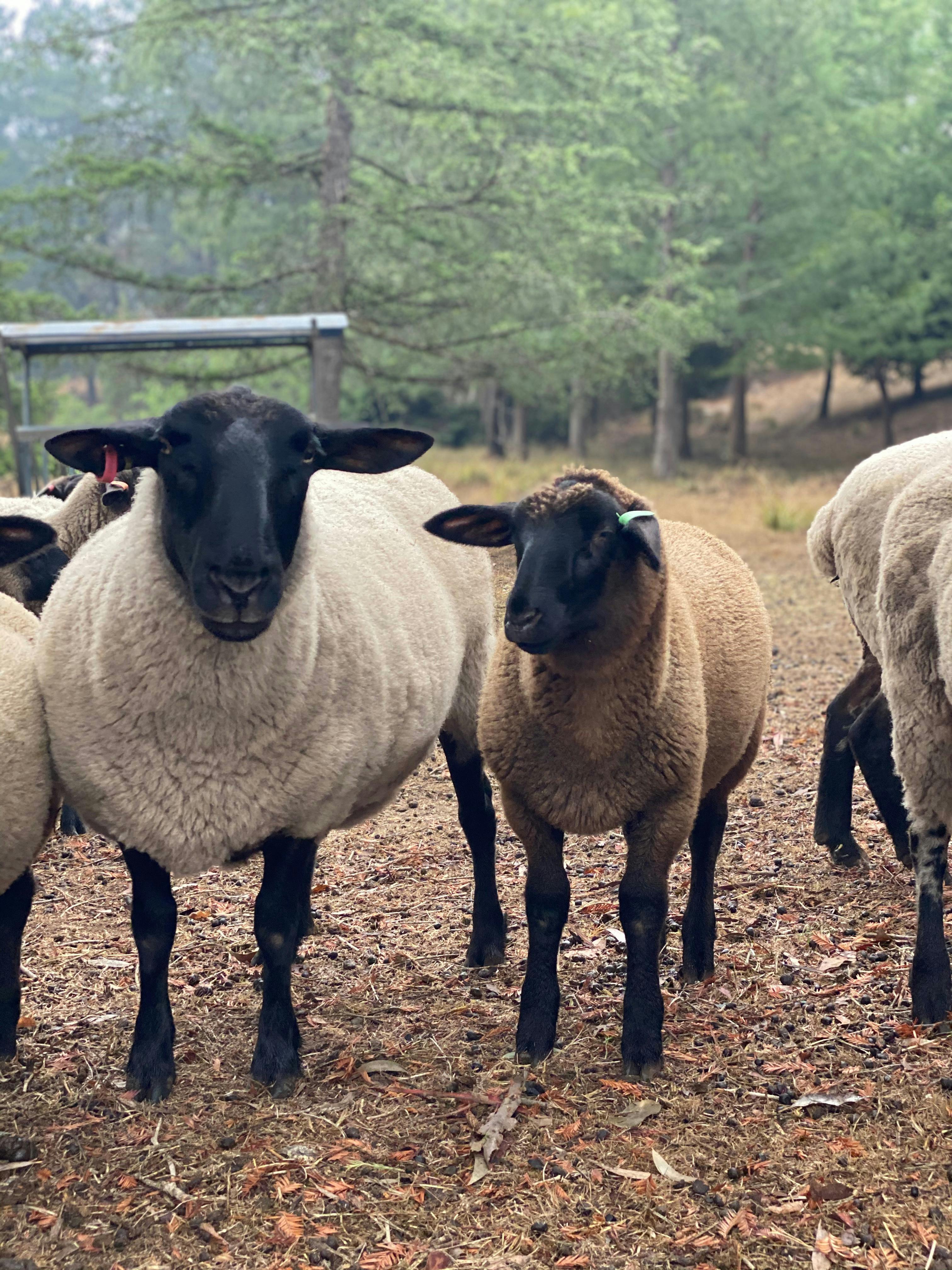 Farm Life