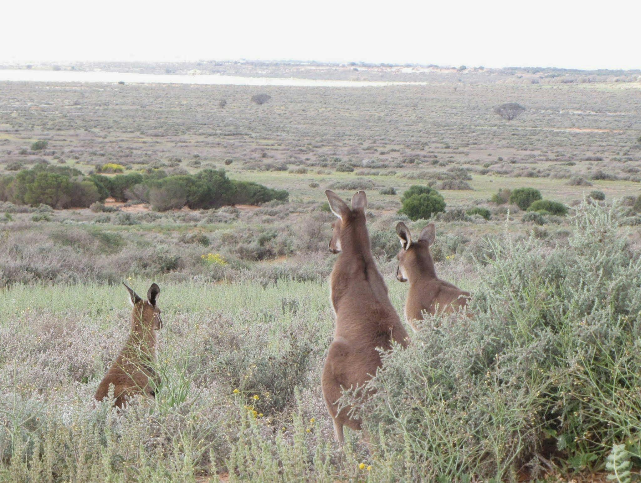 Mungo Outback and Conservation Journey