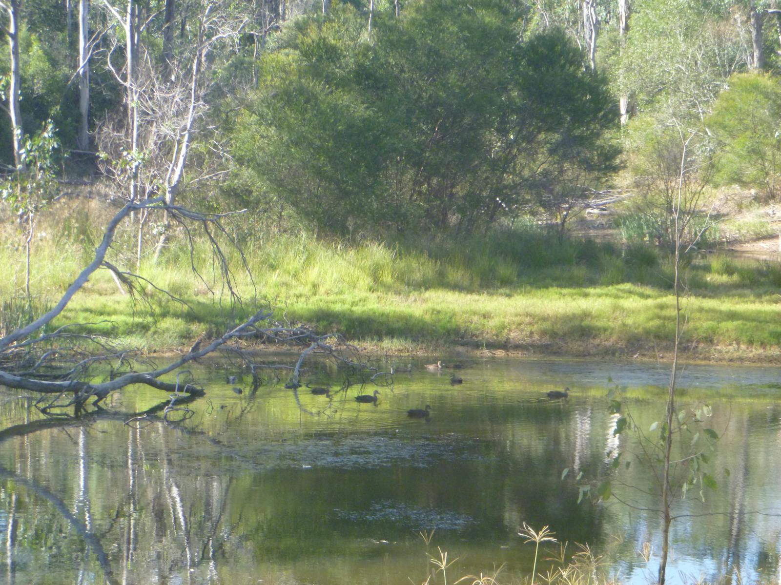 Nanango Fauna Reserve