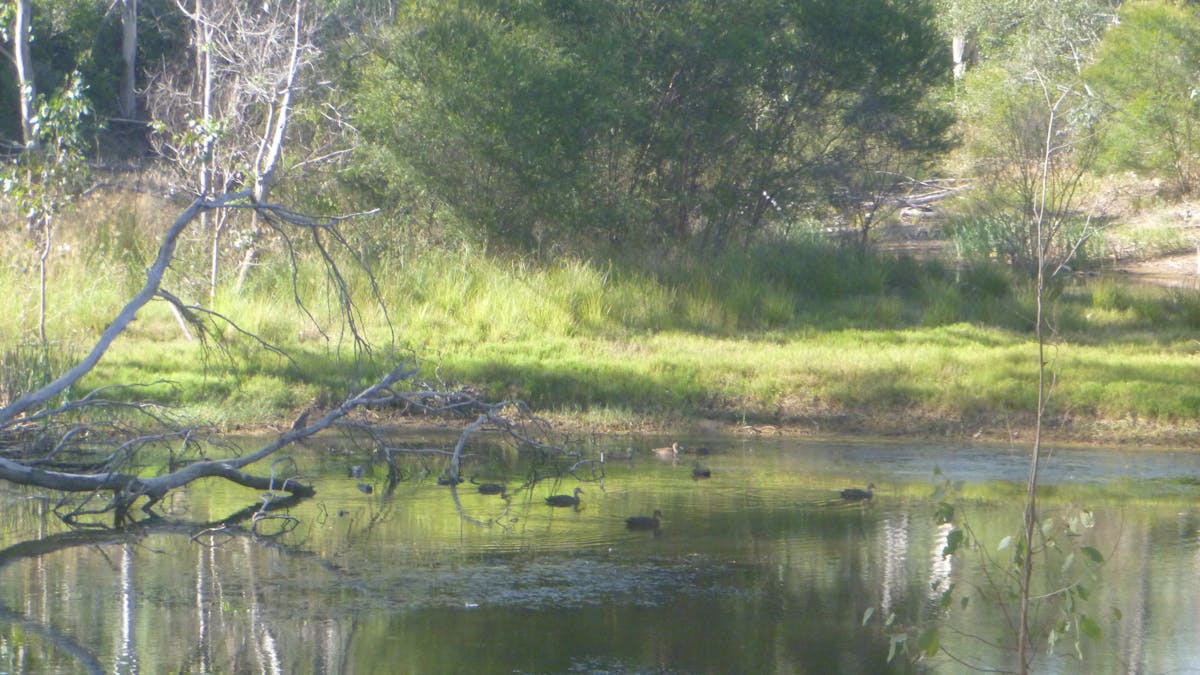 Nanango Fauna Reserve