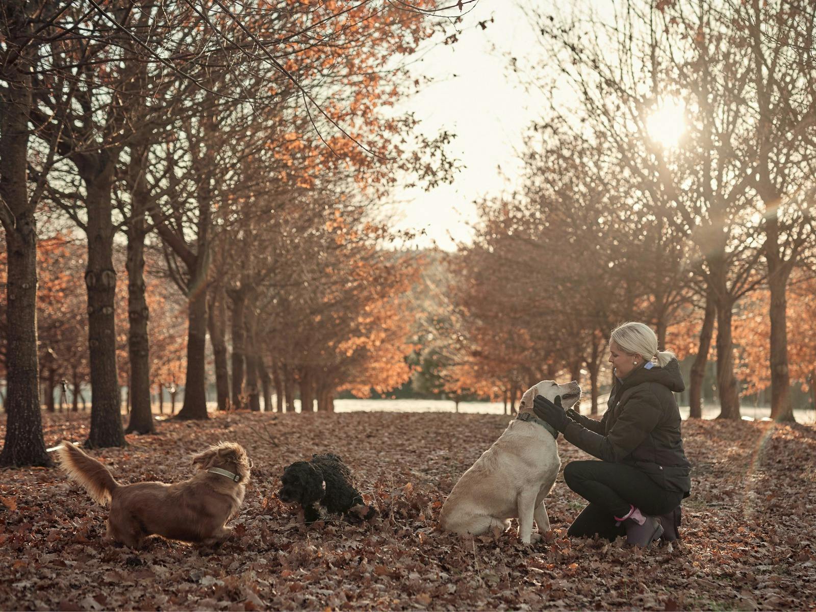 Afternoon truffle hunt with the dogs and tasty delights image