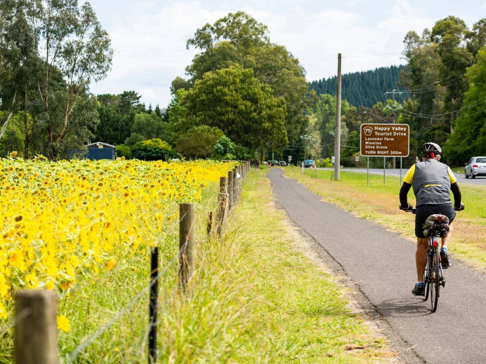 Murray to Mountains Rail Trail cyclist riding on the trail