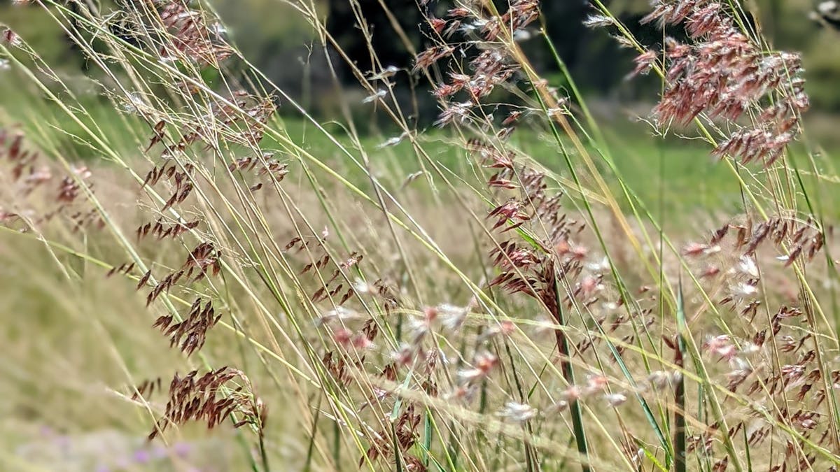 photography, nature, flowers, wildflowers
