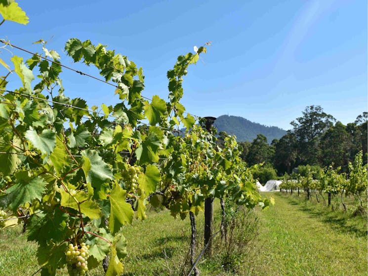 Cambewarra Estate Vineyards