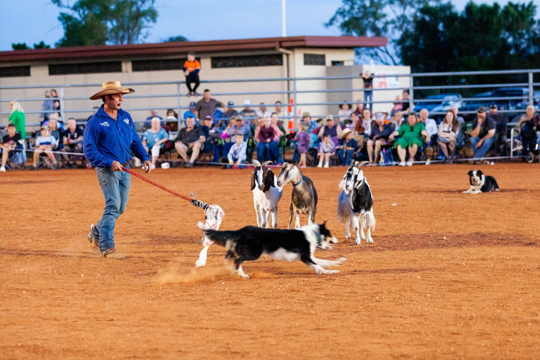 Tom Curtain providing a working dog demonstration during an outback show