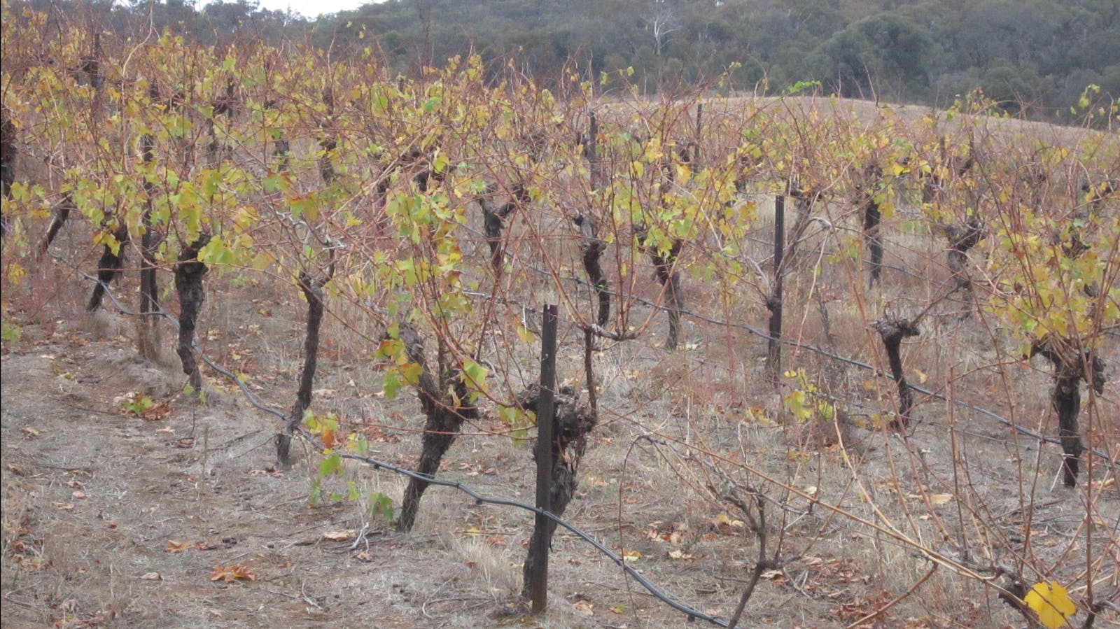 Autumn vineyard - PYRENEES WINE REGION
