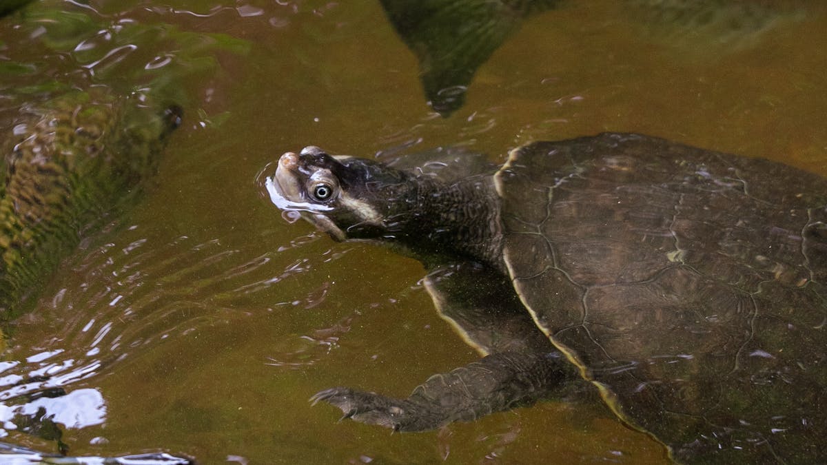 Cairns Wildlife