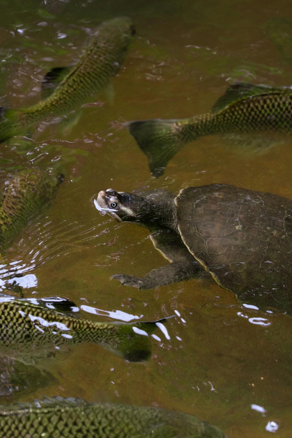 Cairns Wildlife