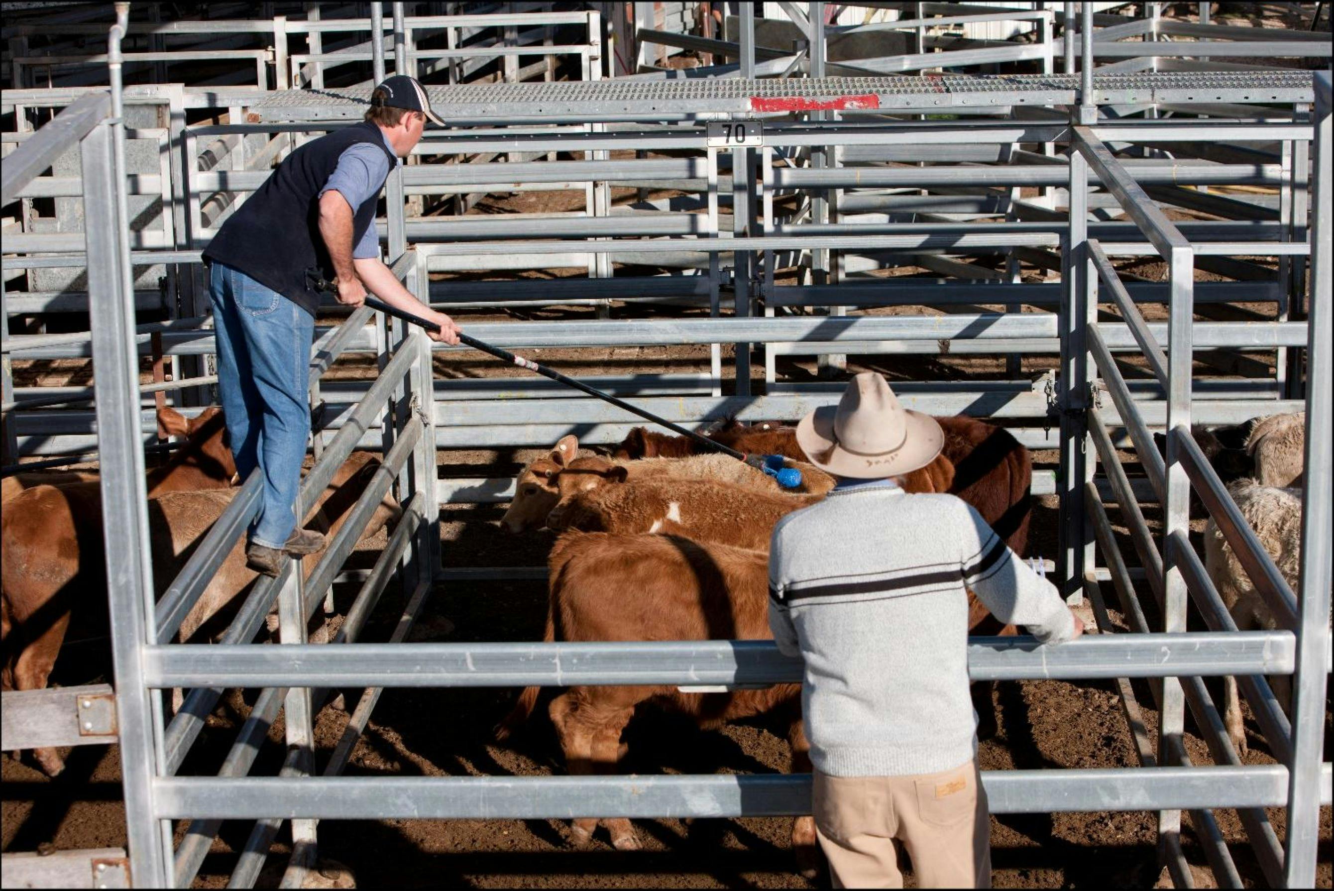 Watch a cattle sale in action with a close up view.
