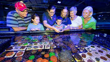 Tour group admiring coral at Monsoon Aquatics Coral Farm Bundaberg Tour group admiring coral at Monsoon Aquatics Coral Farm Bundaberg