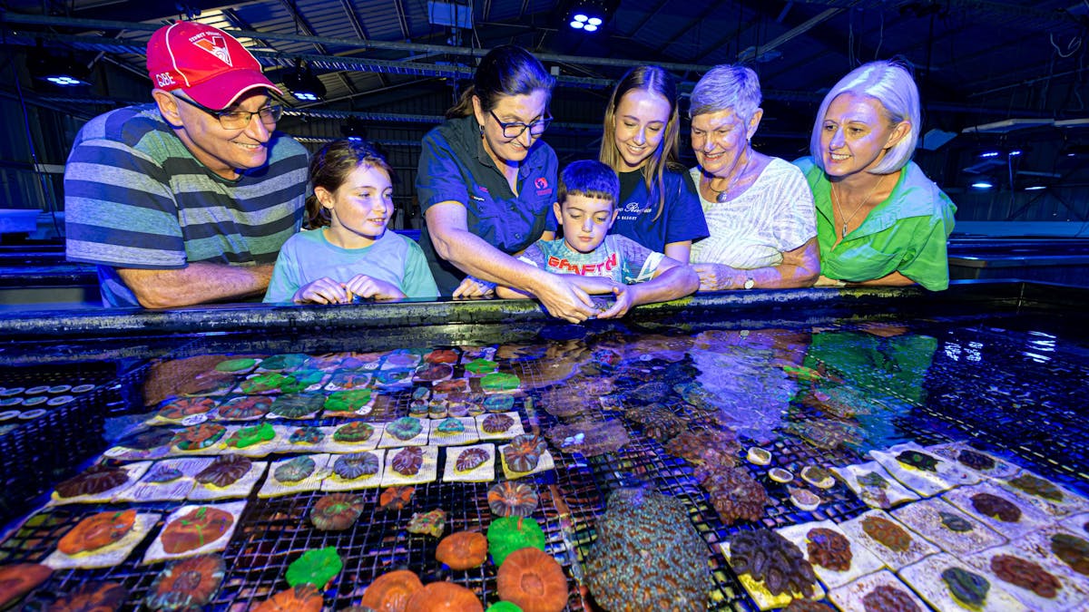 Tour group admiring coral at Monsoon  Aquatics Coral Farm Bundaberg