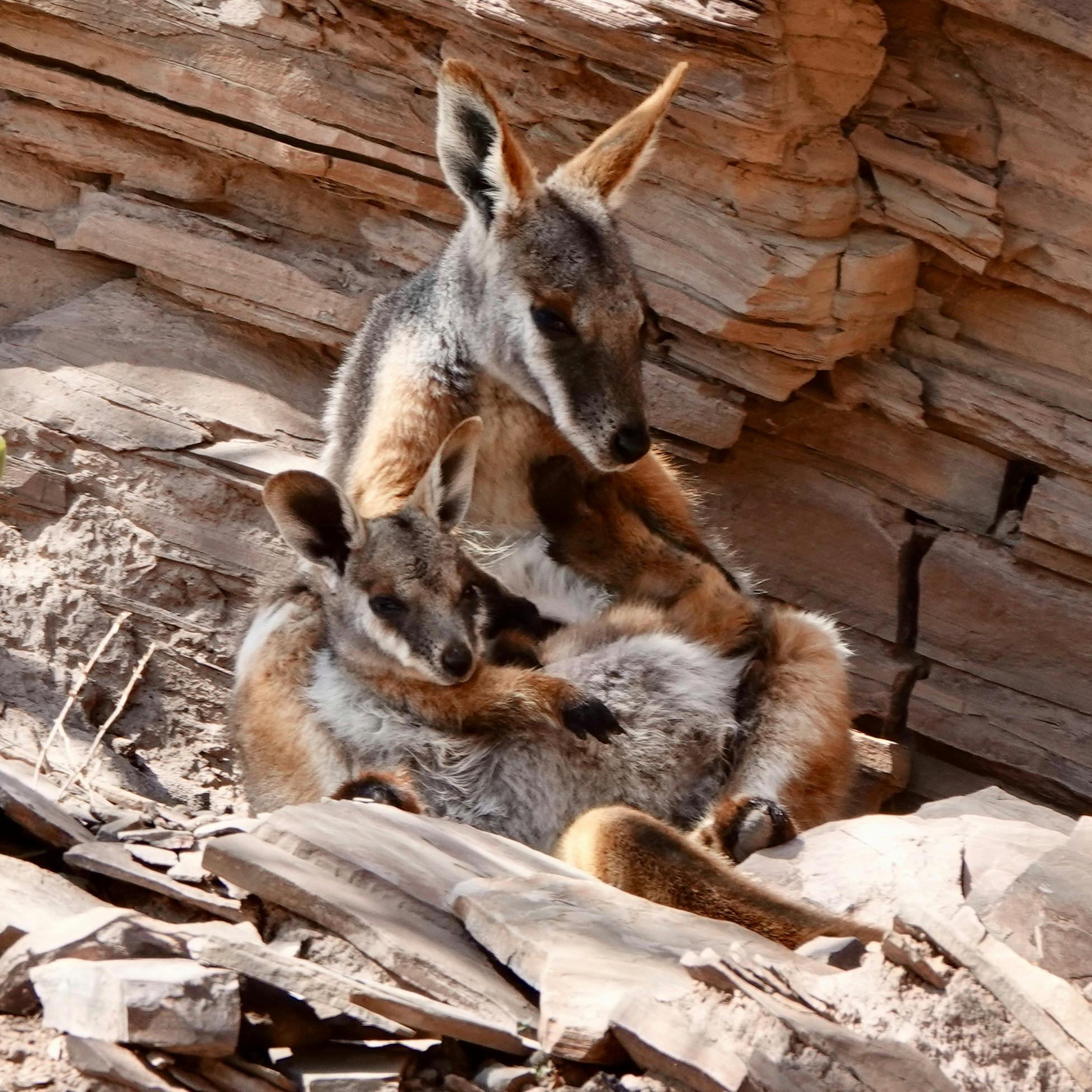 Flinders Ranges