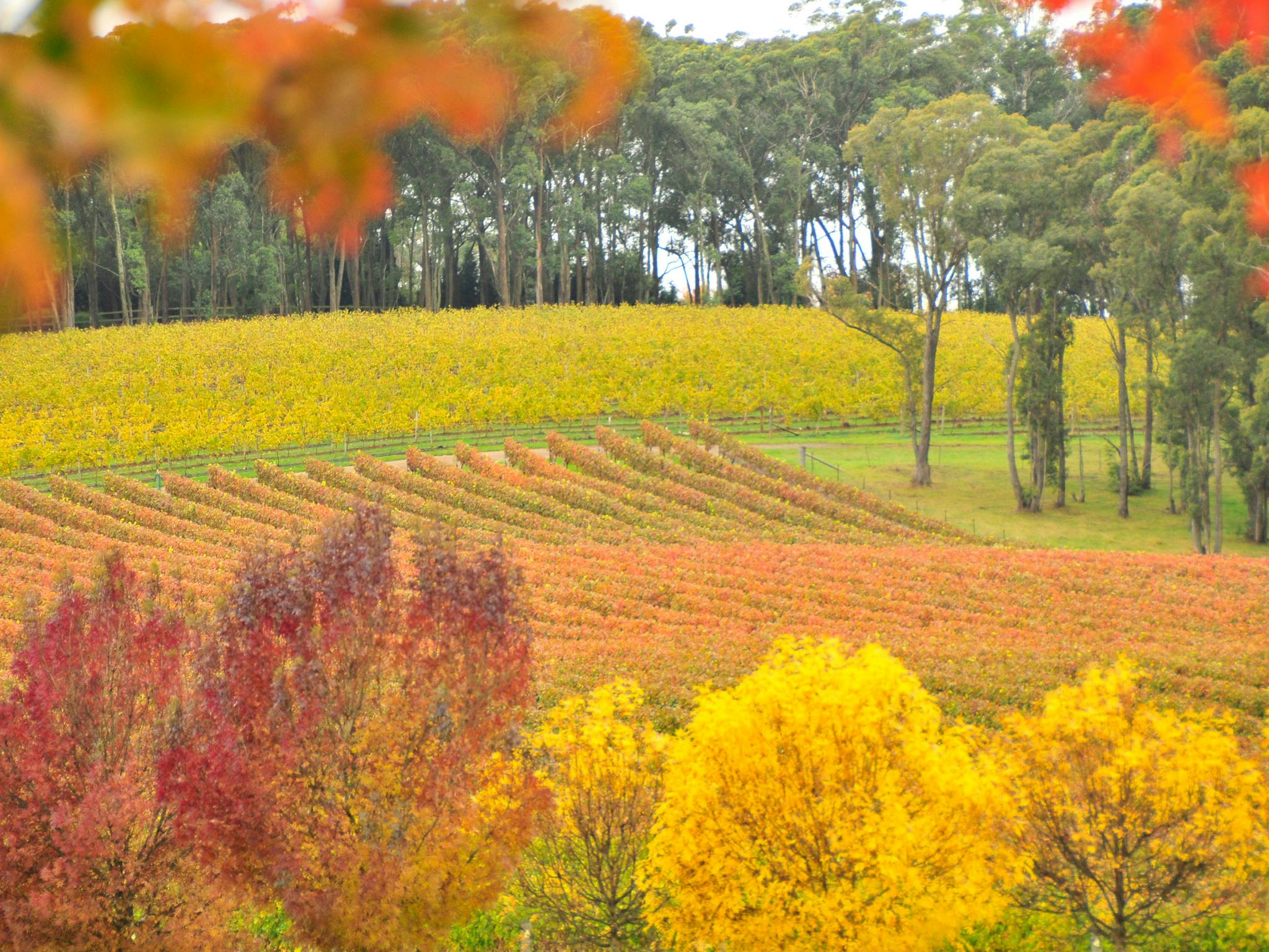 Bowral - Autumn Colour