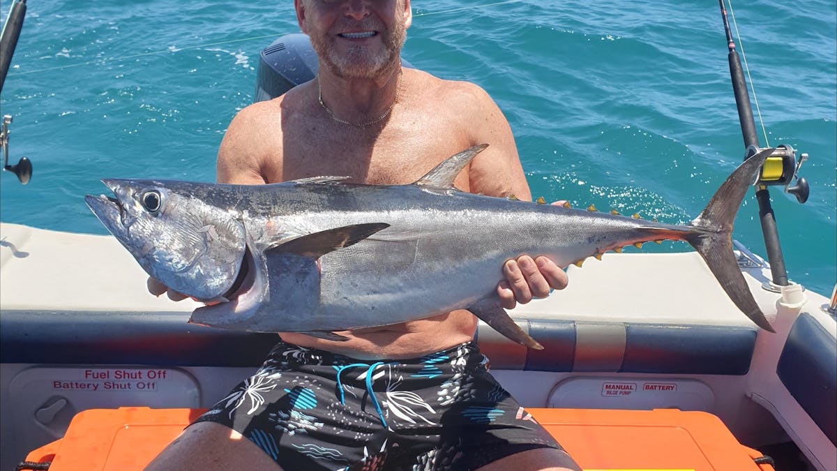 Northern Blue Fin Tuna Long Tail