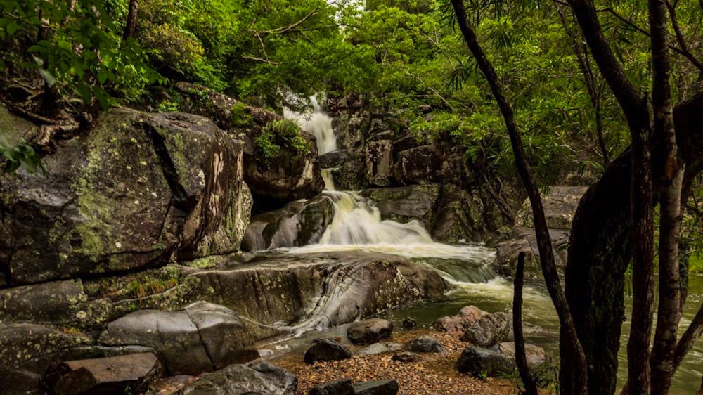 North Queensland Tours - World Heritage Rainforest