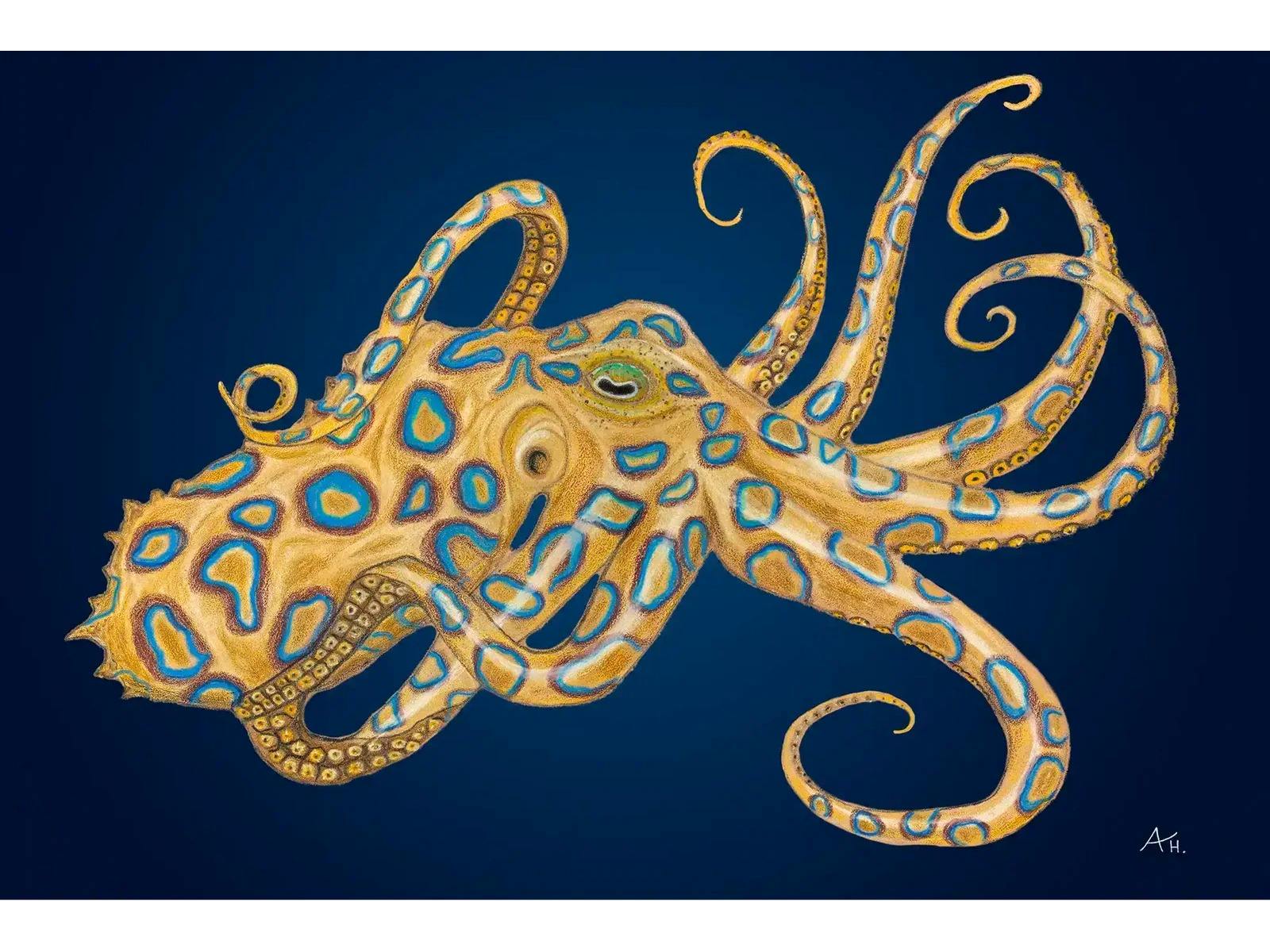 Art Exhibition by Tasmanian Artist featuring birds and sealife