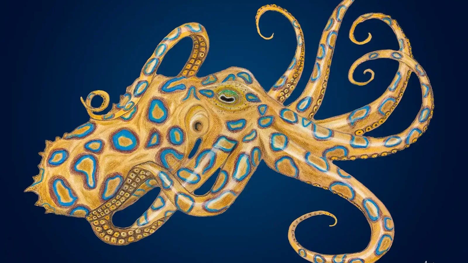 Art Exhibition by Tasmanian Artist featuring birds and sealife