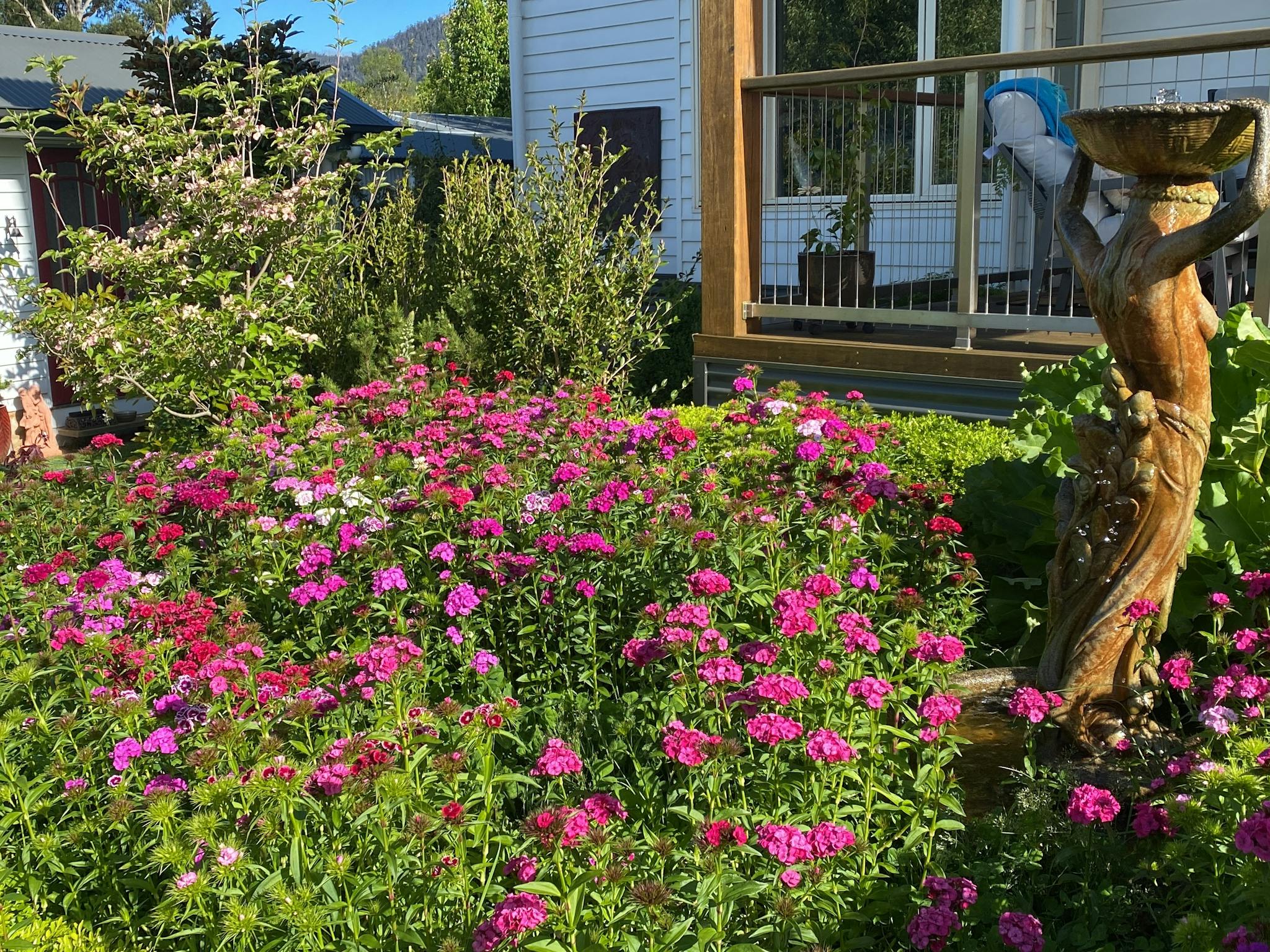 flowers in a garden