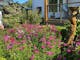 flowers in a garden