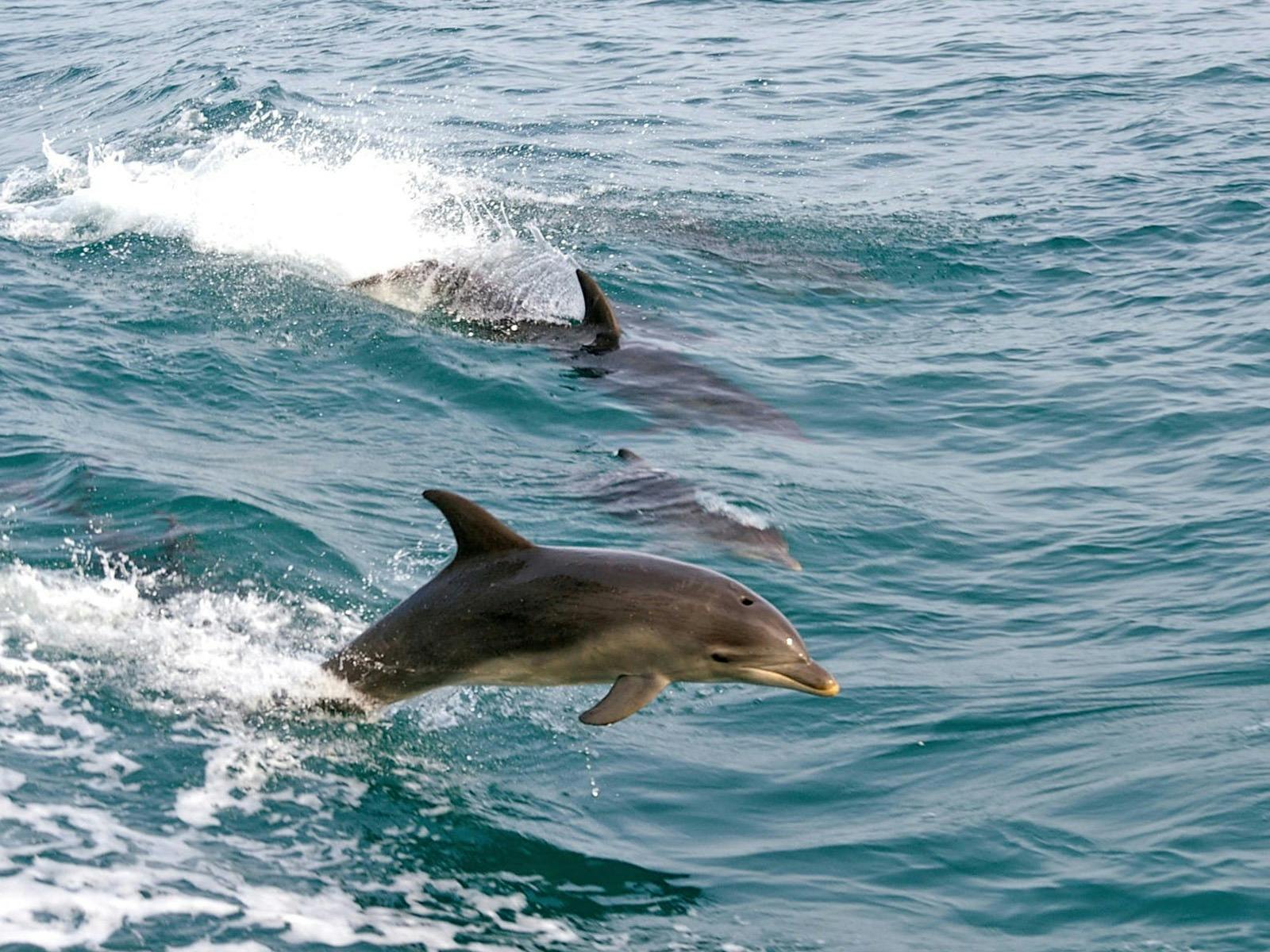 Dolphin Discovery - Queenscliff