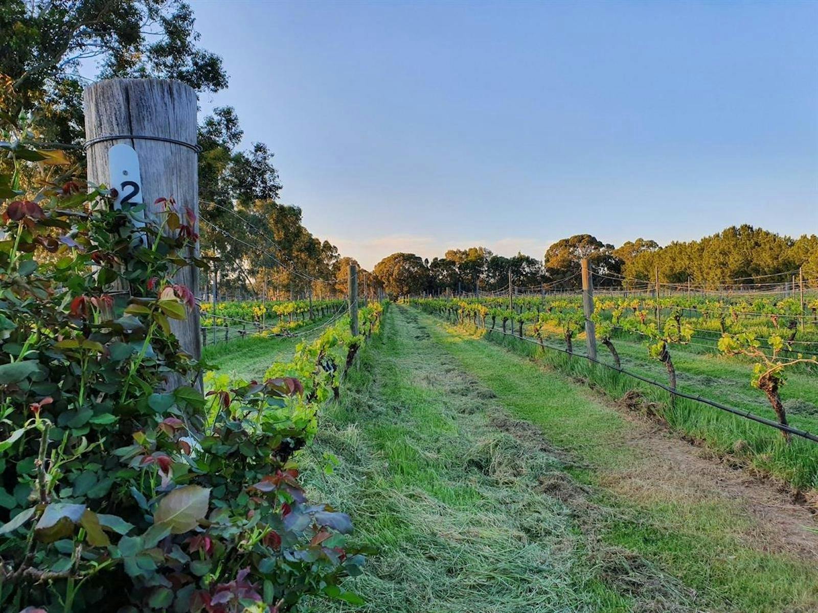 Neilson Estate Wines