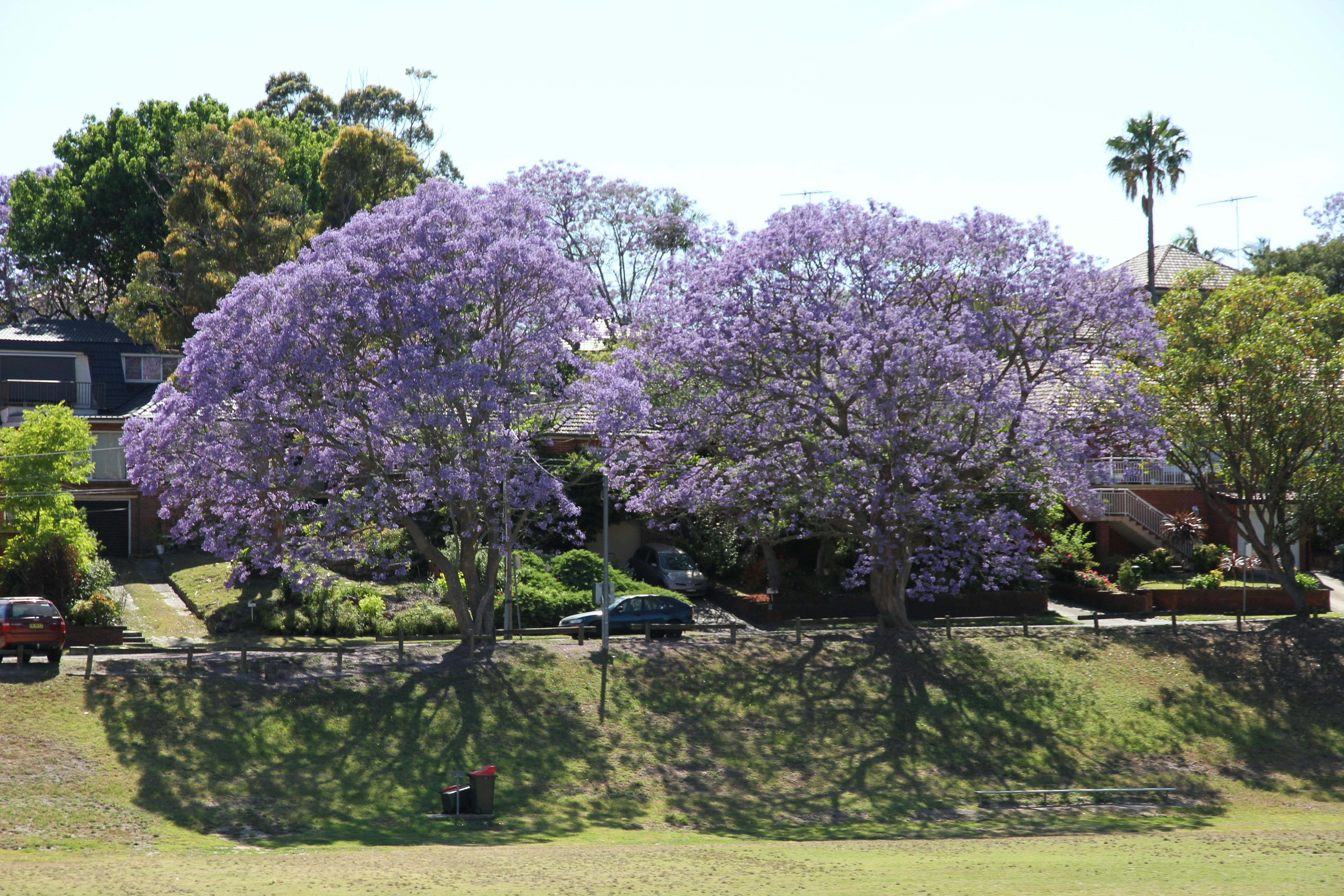 Renown Park