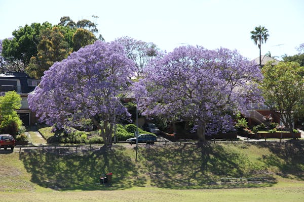 Renown Park