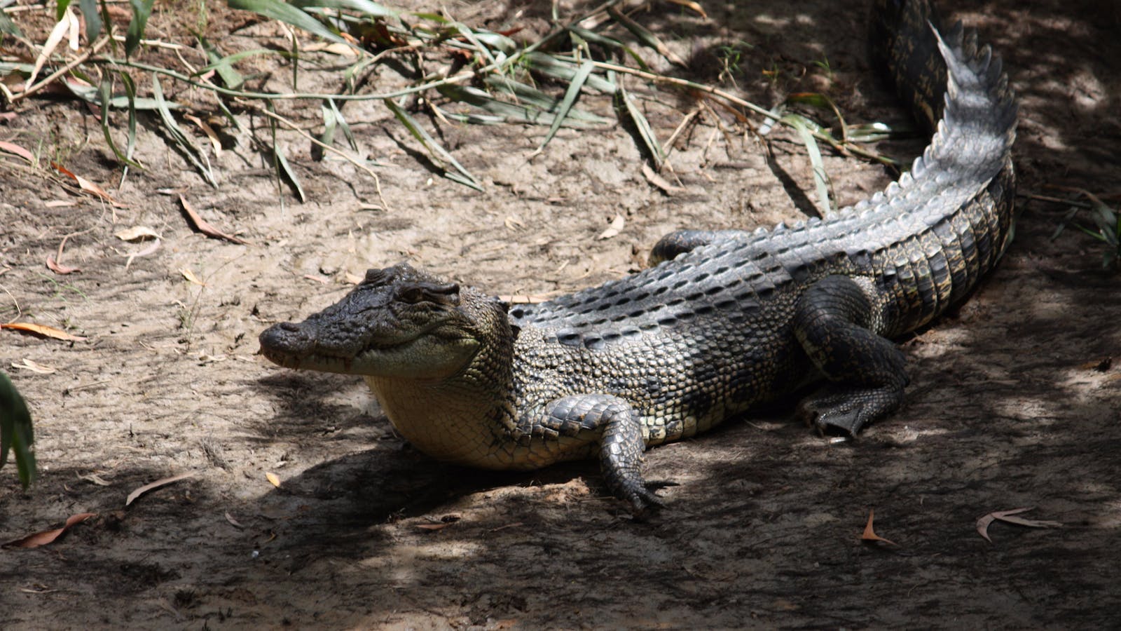 Adelaide River Tours