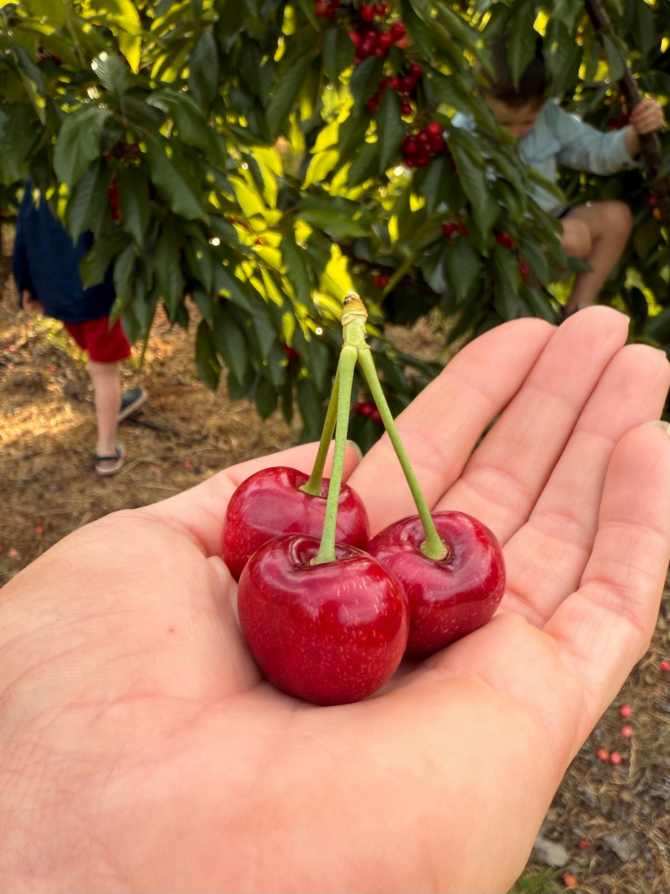 Cherry hand