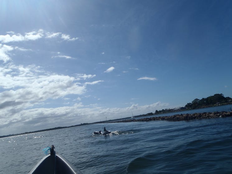 AAA Kayak Tours Iluka