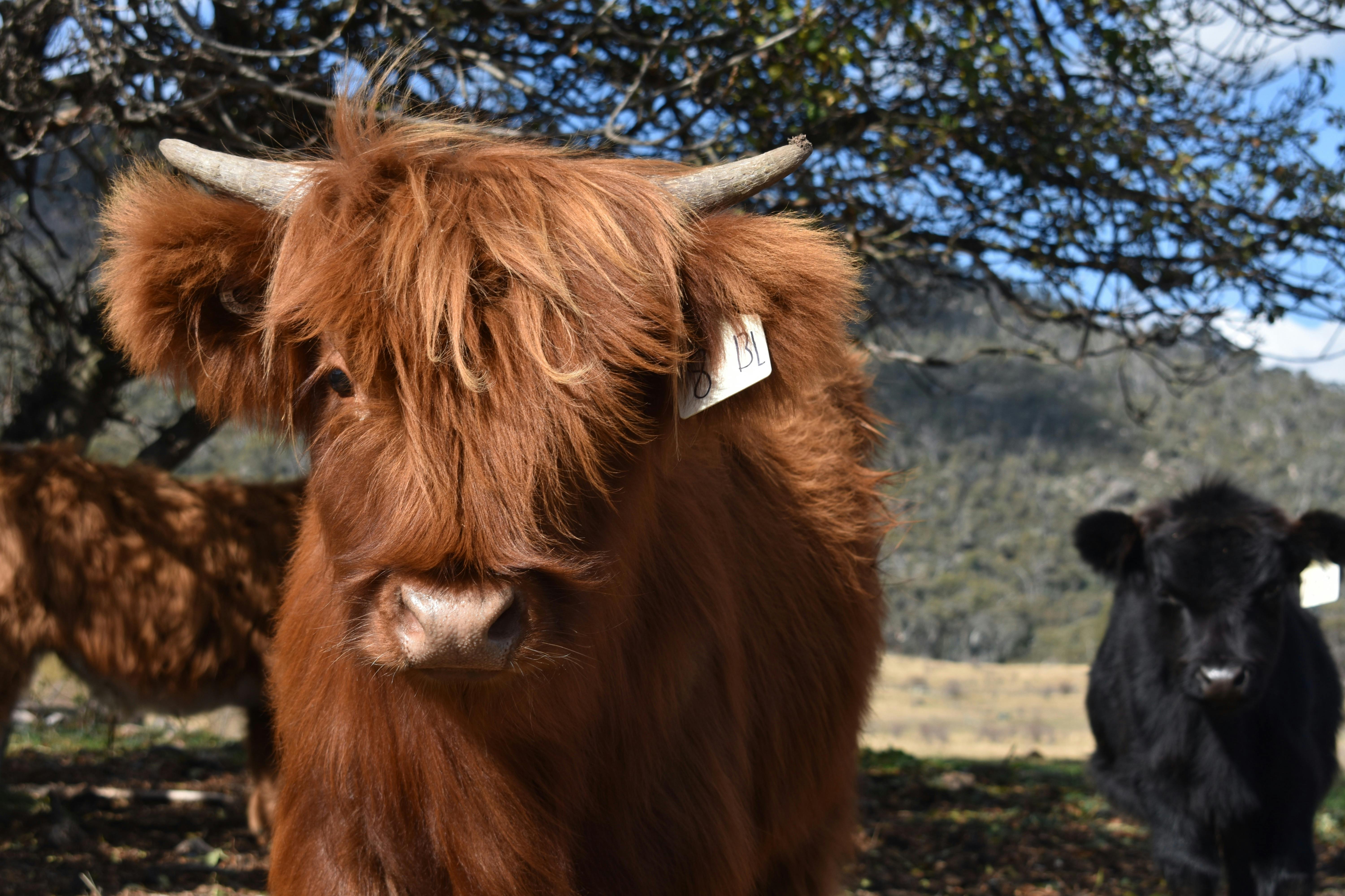 Highland cow in front of a tree